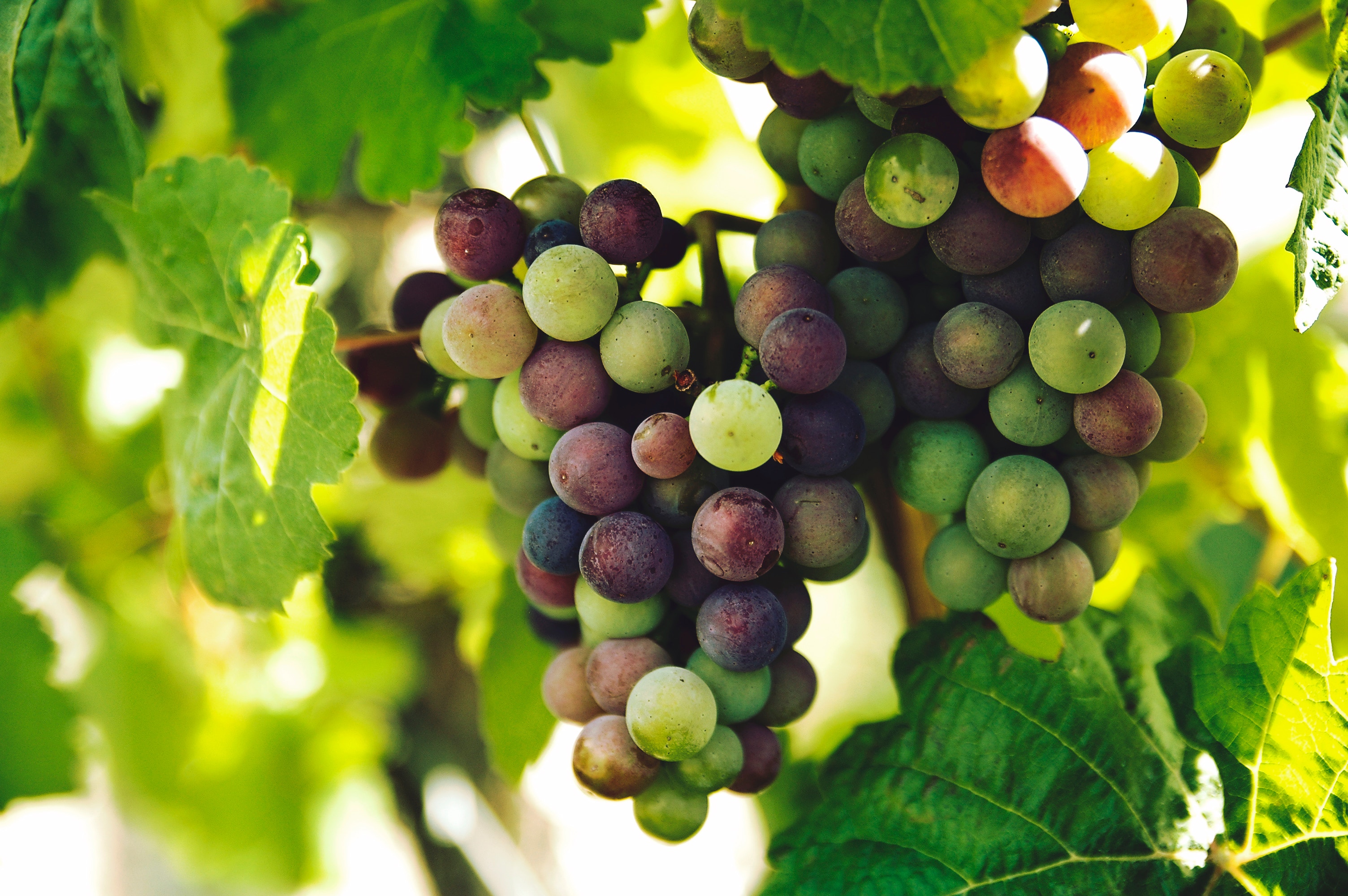 grapes